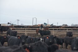 BT_Feedlot_Cowboy_Cattle