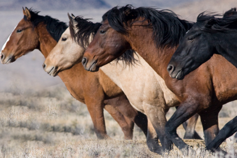 Wild Horses BLM