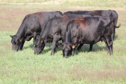 Nebraska_Cows_Grazing
