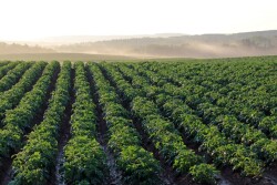 Potato field stock (By Hgartley  Source pixabay)