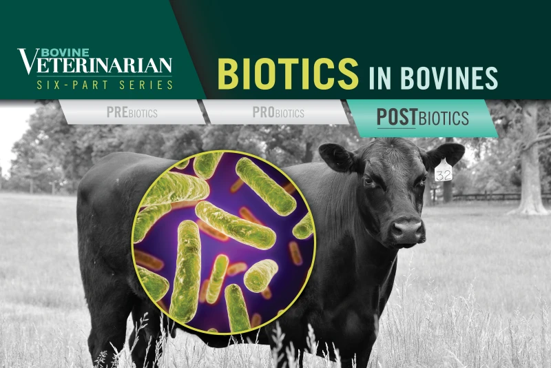 Biotics in Bovines: Postbiotic Applications for Beef Cattle