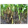 Pay attention to the “right place” factor of 4Rs to minimize yield loss