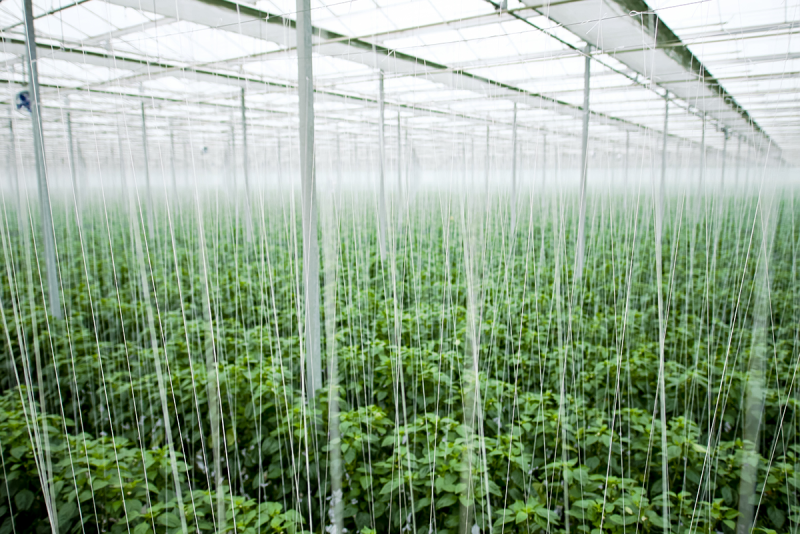 Ontario greenhouse produce