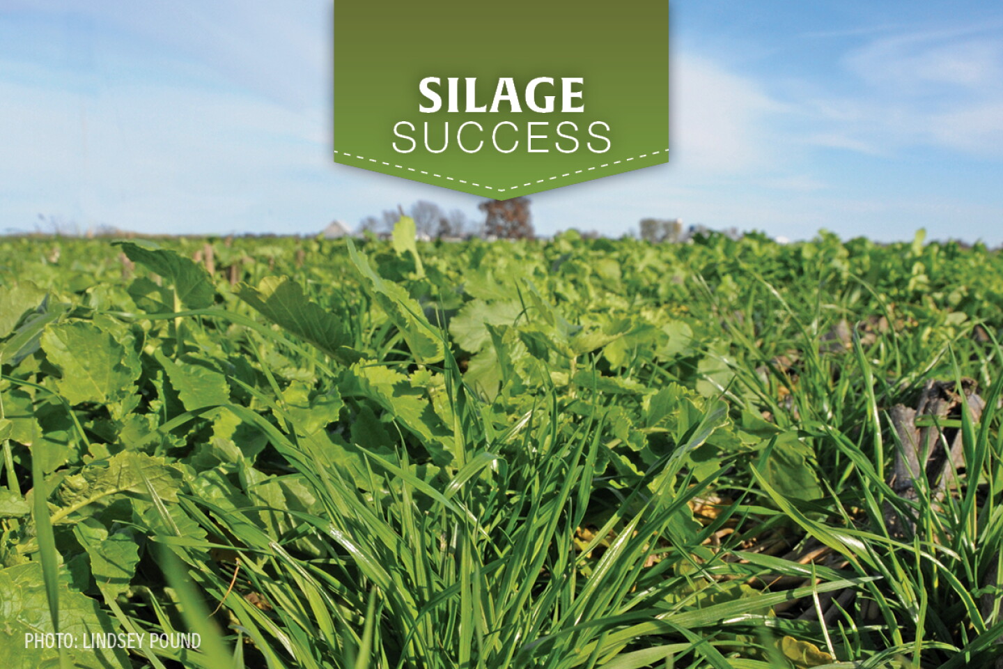 Why Corn Silage Acres Are Built for Cover Crops