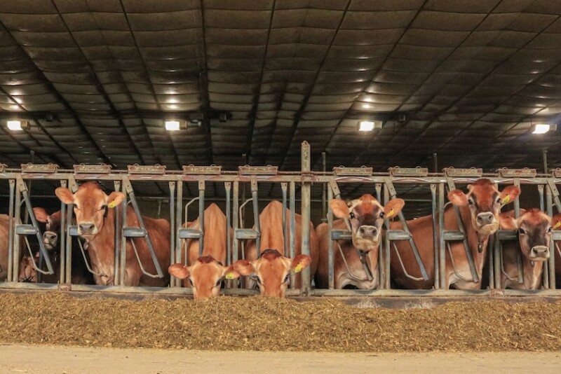 The livestock production businesses of the future will need to balance much more than the bottom line.