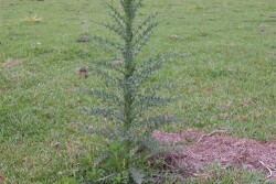 Thistle