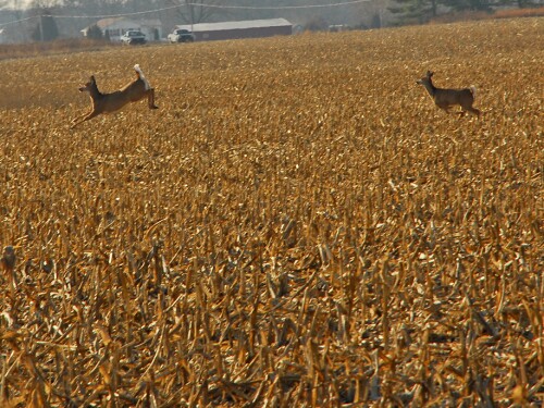 Deer in field