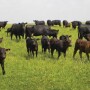 beef-cattle-prices.jpg