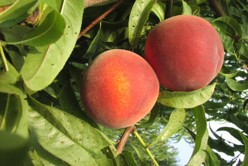 New Jersey Peach Promotion Council funds research into new varieties to stay competitive.