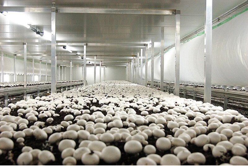 Phillips Mushroom Farms, Kennett Square, Pa., which focuses on organic mushrooms, opened a facility in Jennersville, Pa., about 10 miles west of Kennett Square, early in 2022, says Sean Steller, director of business development. 