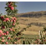 The Washington apple crop forecast is up 9%, the USDA says.