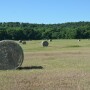 Hay