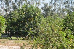HLB, aka citrus greening, has devastated Florida groves. University of Florida scientists are using federal grants to battle HLB.