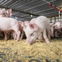 Pigs eating feed