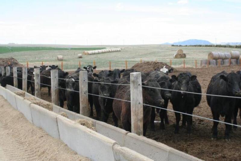 BT_Calves_Starter_Yard