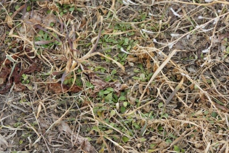 Alfalfa_Weeds