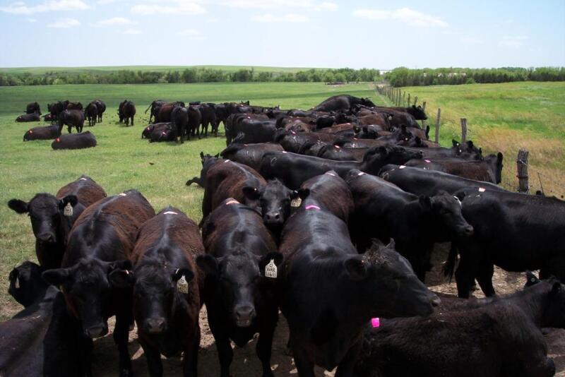 Cows and heifers that gestate in hot weather will often calve a few days earlier than expected.