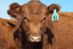 Tips to get heifers ready.