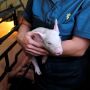 Caregiver holding piglet