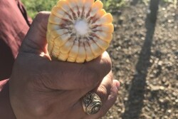 Corn sample from Illinois