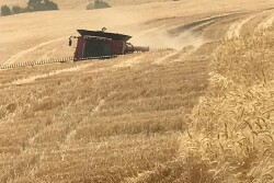 Neiffer and Barron visited a farmer’s field about two miles north of Waitsburg up Whoomenup Hollow (yes that is the name) to watch wheat harvest.