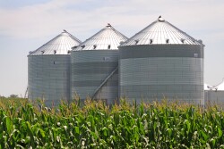 Corn production is forecast at 13.9 billion bushels, up 26 million from the July projection as a decline in harvested acres is virtually offset by an increase in yield. 