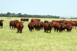 Texas_Cattle