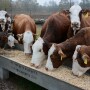 Grain feeding cows
