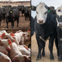 Livestock - Pigs, Feeder Cattle, Fed Cattle