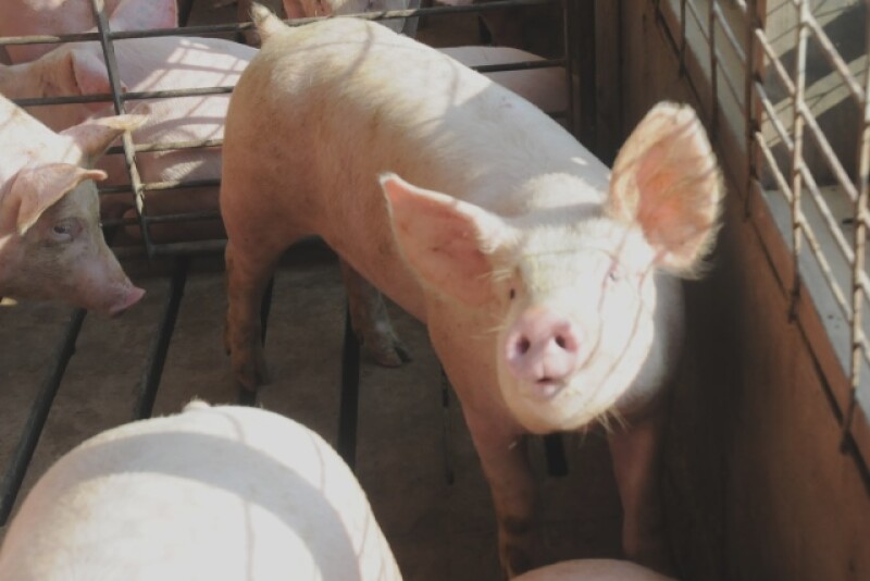 hogs_pigs_(12)