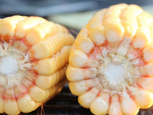 Indiana corn ears crop tour