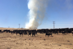 Texas Wildfires