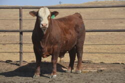 Despite increased beef production in 2018, up nearly 4% so far this year, beef demand has been quite strong and has limited beef and cattle price pressure in the first half of the year.