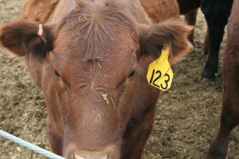 USDA will phase out free metal tags for official ID, and initiate a cost-sharing program for radio-frequency tgs.
