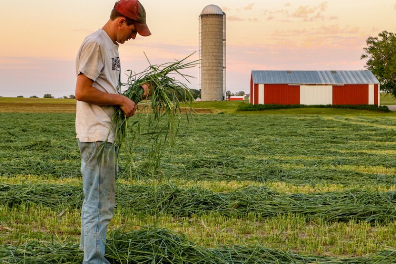 By keeping the ground covered virtually year-around, less soil is lost to erosion, soil tilth is improved, nutrient update is better, and weed pressure is reduced.
