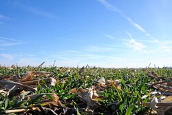 Wondering what cover crop to grow? Three key questions must be answered before a cover crop is planted.