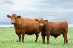 Gelbvieh cow-calf pair.