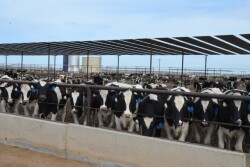 BT_Holstein_Feedlot_Cattle_Arizona