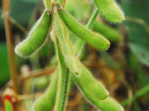 crop_tour_soybean_ben_potter_2