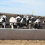 DT_Holstein_Feedlot_Cattle