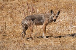 Coyote