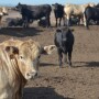 BT_Feedlot_Cattle_Summer_Nebraska