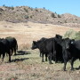 On one of the ranches, chute scores and body weight were significant predictors for 30-day pregnancy rates. 
