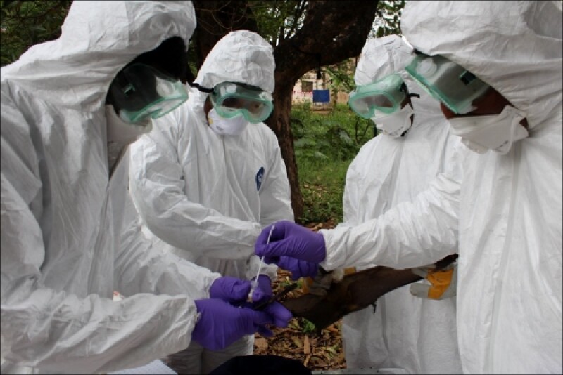 Scientists sample a bat as part of disease surveillance. The One Health Workforce – Next Generation project will develop sustainable training programs that empower professionals in Central/East Africa and Southeast Asia to address complex health threats, including antimicrobial resistance and zoonotic disease.