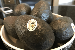 California avocado growers have dealt with adverse weather this season, but volumes should significantly more than last season.