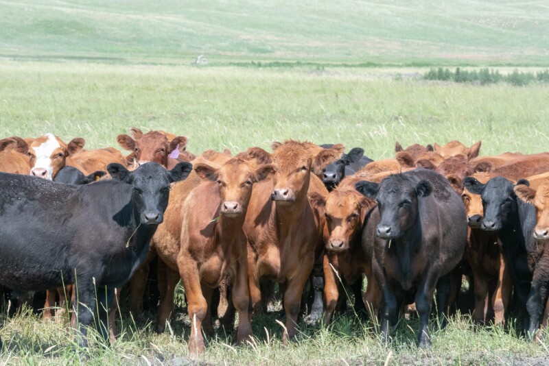Yearlings-TMW_4895.jpg