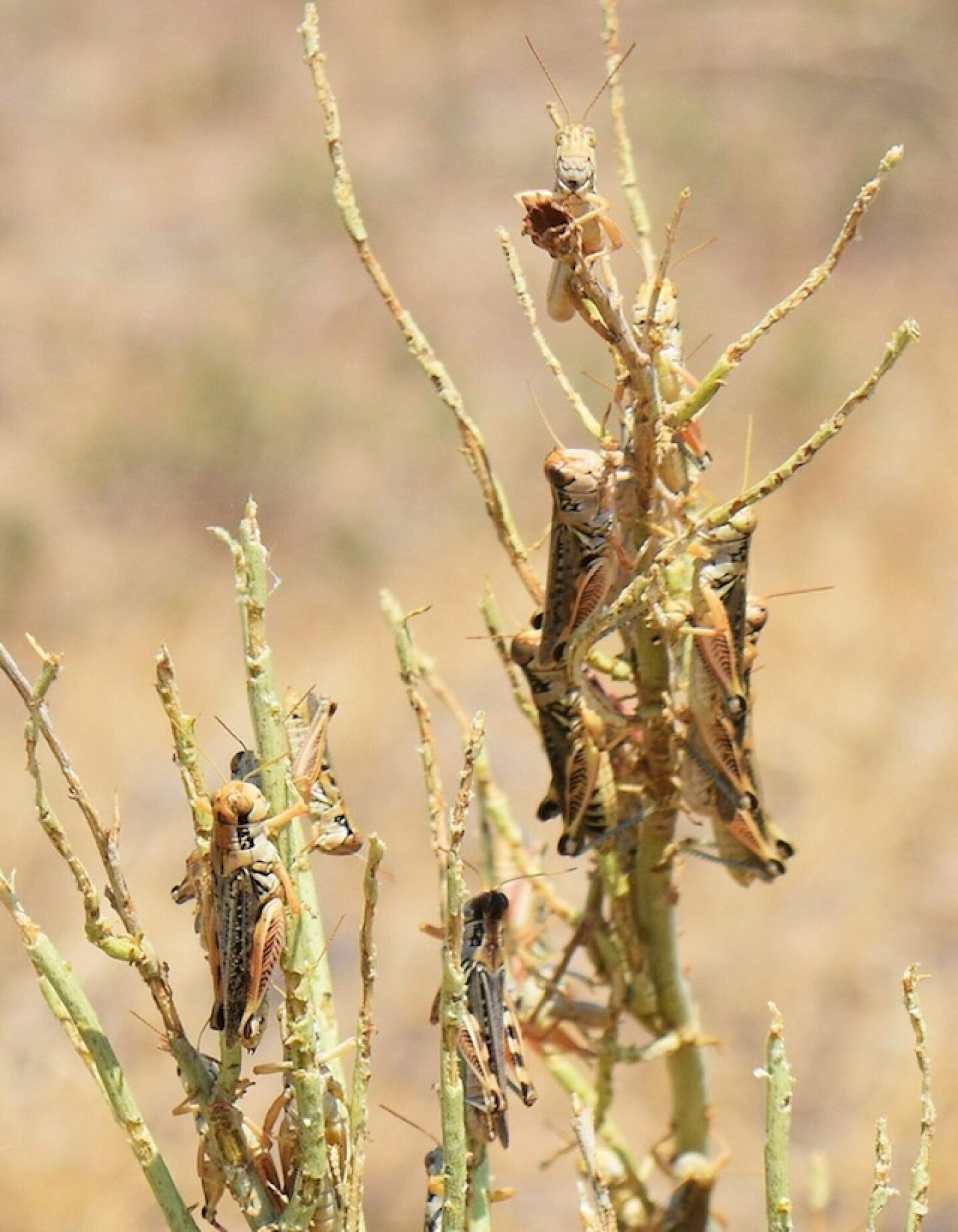 grasshoppers.JPG