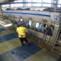 Milking parlor prep.