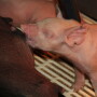 The Universal Ear Notching system can communicate basic animal ID information on the farm.