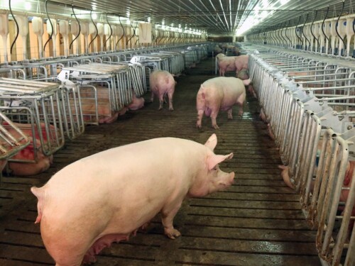 Hog Slat, Inc.